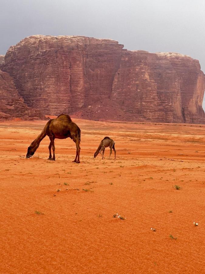 Wadi Rum Oryx Hostel & Tours 외부 사진